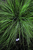 Dove (Columbidae) eggs hidden under tussock grass, North America