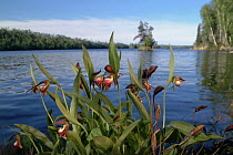 Rams Head Lady's Slipper (Cypripedium arietinum) orchid, Boundary Waters Canoe Area Wilderness, Minnesota