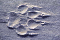 Timber Wolf (Canis lupus) track in snow, Minnesota