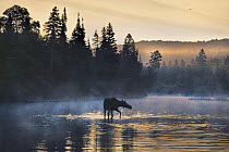 Moose (Alces alces andersoni) female wading through water, Isle Royale National Park, Michigan