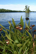 Rams Head Lady's Slipper (Cypripedium arietinum) orchid, Boundary Waters Canoe Area Wilderness, Minnesota