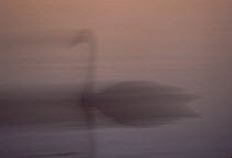 Trumpeter Swan (Cygnus buccinator) silhouetted in mist, Minnesota