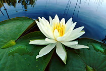Water Lily (Nymphaea sp) on pond, Boundary Waters Canoe Area Wilderness, Minnesota