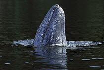 Gray Whale (Eschrichtius robustus) spyhopping, Clayoquot Sound, British Columbia, Canada