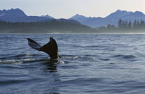 Gray Whale (Eschrichtius robustus) tail, Clayoquot Sound, Vancouver Island, British Columbia, Canada
