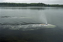 Gray Whale (Eschrichtius robustus) spouting, Clayoquot Sound, Vancouver Island, British Columbia, Canada