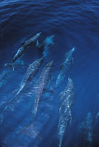 Bottlenose Dolphin (Tursiops truncatus) pod at ocean's surface, Galapagos Islands, Ecuador