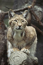 Eurasian Lynx (Lynx lynx) male portrait, largest of the three lynx species, native to Europe and Asia