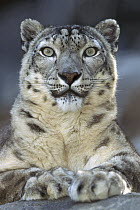 Snow Leopard (Uncia uncia) portrait, native to mountainous regions of central Asia