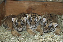 Malayan Tiger (Panthera tigris jacksoni) cubs in sleeping box, native to Malaysia