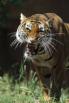 Bengal Tiger (Panthera tigris tigris) snarling, native to India