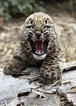 Persian Leopard (Panthera pardus saxicolor) cub snarling, native to Iran and Afghanistan