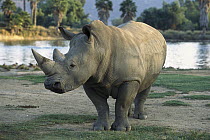 White Rhinoceros (Ceratotherium simum) adult portrait, native to Africa