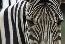 Damara Zebra (Equus burchellii antiquorum) close-up portrait, native to east Africa