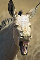 Somali Wild Ass (Equus africanus somalicus) braying, smallest of the wild horses, native to Somalia and Ethiopia