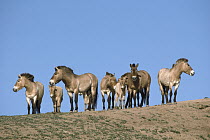 Przewalski's Horse (Equus ferus przewalskii) herd, native to Mongolia and China