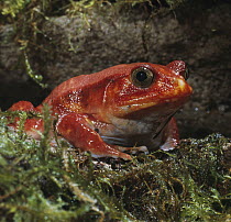 Tomato Frog (Dyscophus antongilii) portrait, very rare in nature, native to Madagascar