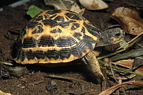 Spider Tortoise (Pyxis arachnoides) critically endangered species native to Madagascar