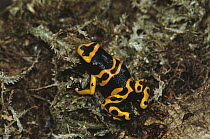 Yellow-banded Poison Dart Frog (Dendrobates leucomelas) portrait, native to Venezuela and Colombia