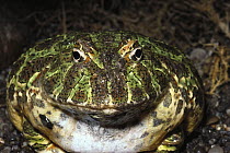 Ornate Horned Frog (Ceratophrys ornata) portrait, native to Brazil, Uruguay and Argentina