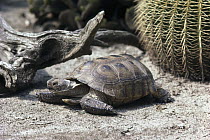 Desert Tortoise (Gopherus agassizii), native to the Mojave and Sonoran Deserts