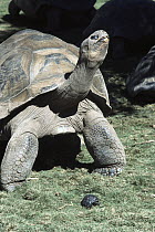 Galapagos Giant Tortoise (Chelonoidis nigra) adult with hatchling demonstrating growth, native to Galapagos Islands, Ecuador