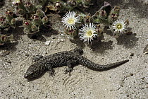 Island Night Lizard (Xantusia riversiana), native to San Nicolas, Santa Barbara and San Clemente Islands of Channel Islands National Park, California