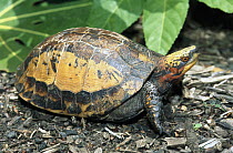 Indochinese Box Turtle (Cuora galbinifrons), native to North Vietnam and Hainan Island, China