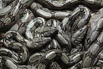 Boa (Boa constrictor constrictor) mass of babies, native to South America