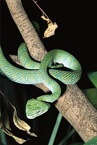 Temple Pit Viper (Trimeresurus wagleri) in tree, extremely venomous species native to Indonesia