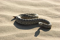 Colorado Desert Sidewinder (Crotalus cerastes laterorepens) on sand, venomous species native to deserts of California and Mexico