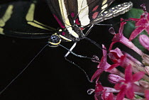 Zebra Butterfly (Heliconius charitonius) using probiscus to feed at flower, California