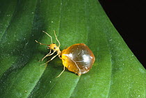 Honey Ant (Myrmecocystus melliger) engorged on leaf, native to Mexico and western United States