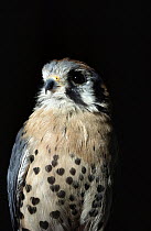 American Kestrel (Falco sparverius) male, native to North America