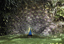 Indian Peafowl (Pavo cristatus) spreading tail feathers in courtship display, native to Asia