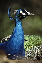 Indian Peafowl (Pavo cristatus) male, native to Asia