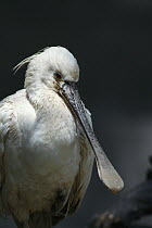 Eurasian Spoonbill (Platalea leucorodia) portrait, breeds in Europe, winters in China and northern Africa