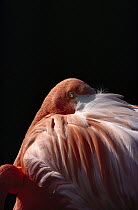 Greater Flamingo (Phoenicopterus ruber) with head tucked in wing, native to Columbia, Galapagos Islands, Caribbean and Venezuela