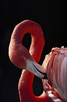 Greater Flamingo (Phoenicopterus ruber) preening, native to Columbia, Galapagos Islands, Caribbean and Venezuela
