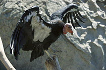 California Condor (Gymnogyps californianus) spreading wings, native to California
