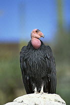 California Condor (Gymnogyps californianus) portrait, native to California