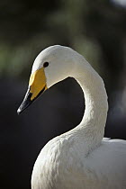 Whooper Swan (Cygnus cygnus) portrait