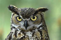 Great Horned Owl (Bubo virginianus) portrait, native to North America
