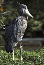 Shoebill (Balaeniceps rex), native to tropical regions of central Africa