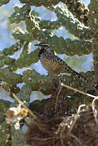 Cactus Wren (Campylorhynchus brunneicapillus) perched in Cactus beside nest, native to southwest United States