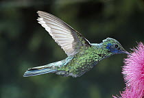 Broad-billed Hummingbird (Cynanthus latirostris) feeding at flowers, native to Mexico and southwest United States