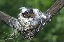 Amazilia Hummingbird (Amazilia amazilia) chick in nest, native to South America