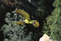 Blue and Yellow Macaw (Ara ararauna) flying, native to South America