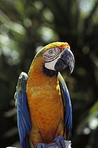 Catalina Macaw (Ara ararauna x macao) a hybrid of the Scarlet Macaw (Ara macao) and Blue and Gold Macaw (Ara ararauna) does not appear in the wild though parents are native to South America