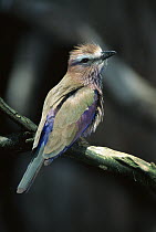 Rufous-crowned Roller (Coracias naevia) is native to Africa